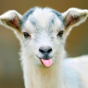 Meet your Posher, Sydney